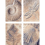 Fossils - Schipper Quattro 18 x 24 cm